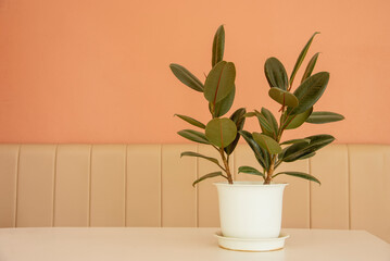 A small plant in a white pot placed in an orange room.