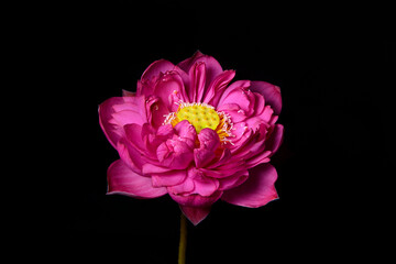 Pink water lily blooming in the dark. A beautiful lotus flower opens on black background.