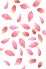 Beautiful petals on white background