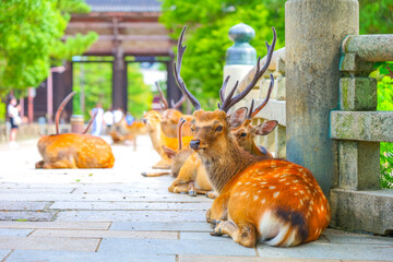 東大寺の参道で座る鹿