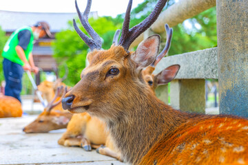 東大寺の参道で座る鹿