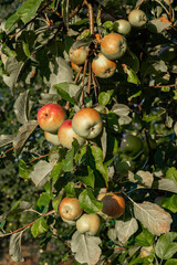 Apples close up photography, Fruits among the leaves on a branch, polish orchards, healthy polish food, close up photography, Poland
