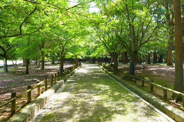 春日大社の参道 奈良県 日本
