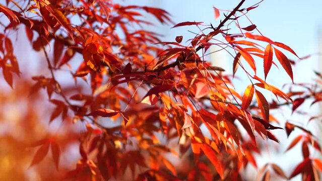 Beautiful autumn background with red leaves on the branches