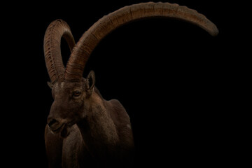 Close-up of horned Alpine ibex (Capra ibex) isolated on black background with copy space. - obrazy, fototapety, plakaty