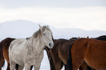 Wild horses are running and on the snow. Yilki horses are wild horses that are not owned in...