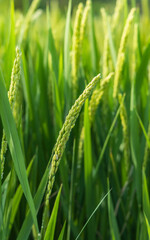 green wheat and rice field in summer