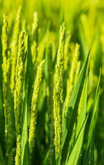 green wheat and rice field in summer