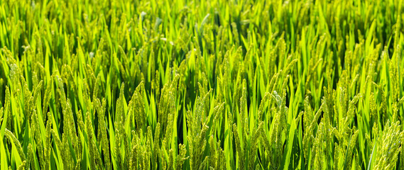 green wheat and rice field in summer