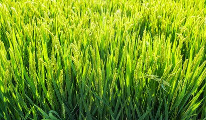 green wheat and rice field in summer