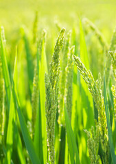 green wheat and rice field in summer