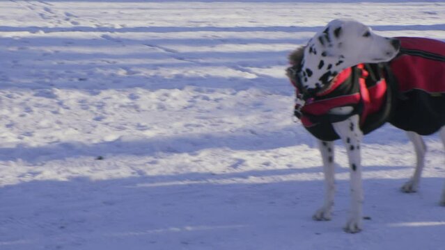 Dalmation dog playing in Frogner park in Oslo, Norway, with pedestrians