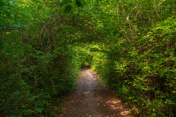 Path in the green dense summer forest