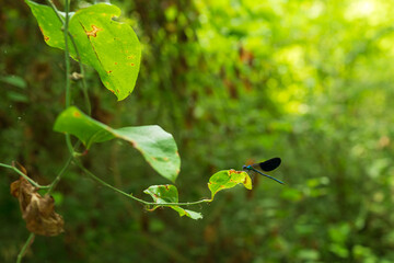 Dragonfly sits on a leaf