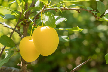 Juicy ripe tasty fruits of yellow cherry plum hang on a branch of a fruit tree.