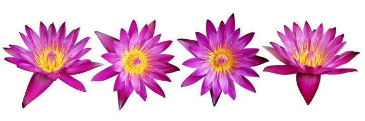 set of lotus flowers on a white background