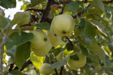 Apples close up photography, Fruits among the leaves on a branch, polish orchards, healthy polish food, close up photography, Poland
