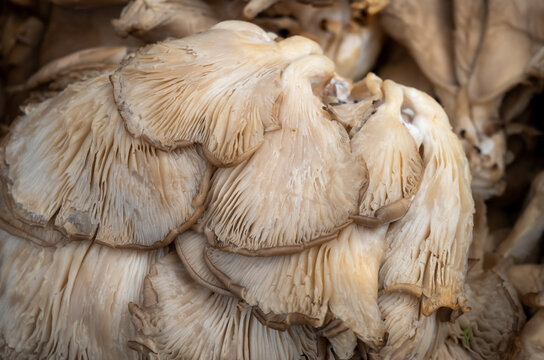 A gourmet mushrooms for sale at the farmers market