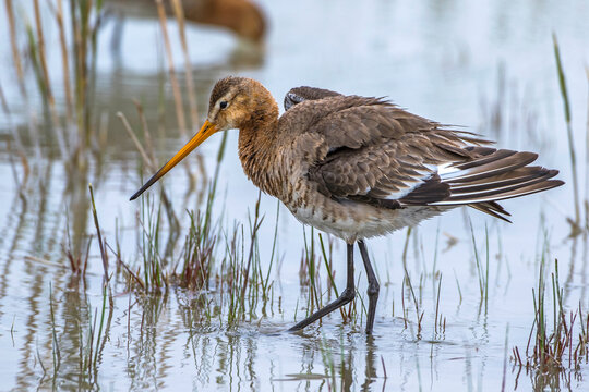 Uferschnepfe (Limosa limosa) Weibchen