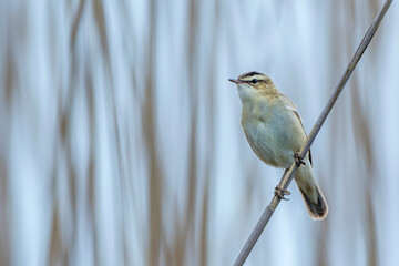Schilfrohrsänger (Acrocephalus schoenobaenus)