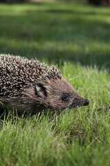 a small hedgehog on a green background