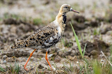 Kampfl&auml;ufer (Philomachus pugnax) M&auml;nnchen