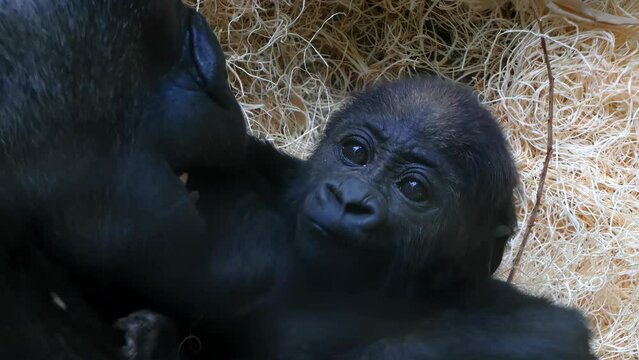 A close up to a Western Lowland Gorilla baby with its mom looking at the camera. 