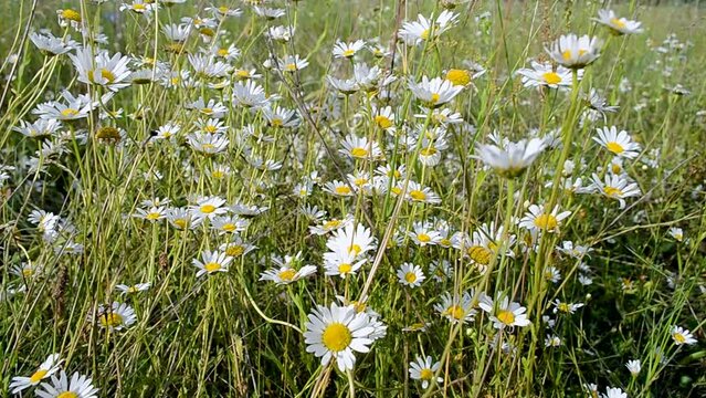 camomile aka chamomile aka chamomel flowers on meadow under wind in sunny day, summer breeze, sunny environment diversity