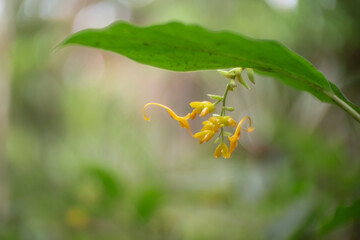 Zingiberaceae from rainforest of thailand