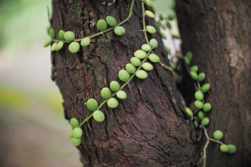Parasitic vine wrapped around tree trunk in tropical forest