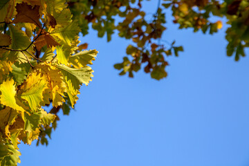 Autumn background with colorful oak leaves and blue sky