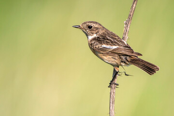 Schwarzkehlchen (Saxicola torquata) Weibchen