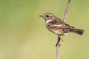 Fototapeta premium Schwarzkehlchen (Saxicola torquata) Weibchen