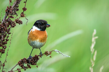 Schwarzkehlchen (Saxicola torquata) Männchen