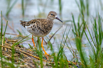 Kampfläufer (Philomachus pugnax) Weibchen