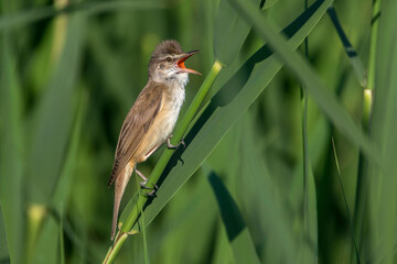 Drosselrohrsänger (Acrocephalus arundinaceus)