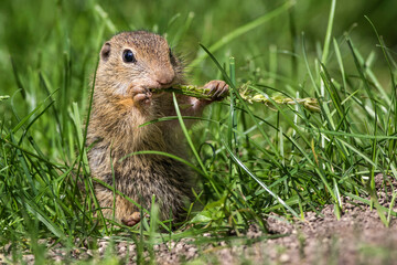 Ziesel (Citellus citellus) © Rolf Müller