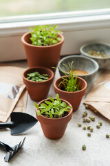 Pots with seedlings and seeds on the table