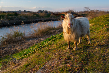 Obraz premium 夕暮れのやぎ