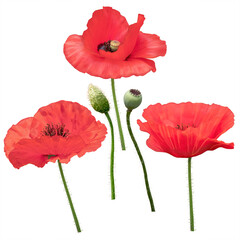 Obraz premium Red poppy flowers and buds