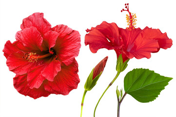 Red hibiscus flower, leaf and bud