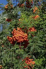 Red rowan among the branches on a tree in a sunny day