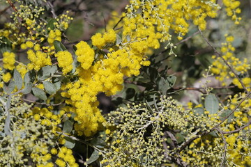 Yellow wattle flowers on a tree in a garden