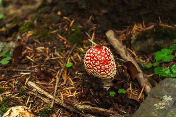 poisonous mushrooms in the forest of Batumi. toadstools under trees in georgia. dangerous mushrooms...