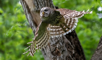 Mama Barred Owl at Full Speed