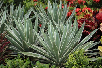 Fototapeta premium Cambodia. Agave vivipara is a succulent, a species of the genus Agave of the Agave family (Agavaceae).