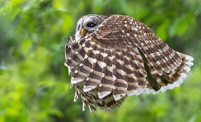 Mama Barred Owl in a Blanket