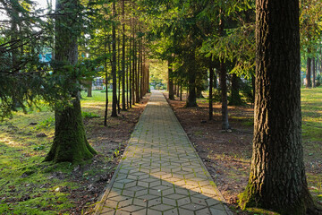 Walking path in the park with coniferous trees on a sunny day. Moss on the ground and on tree trunks