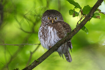 Sperlingskauz (Glaucidium passerinum)