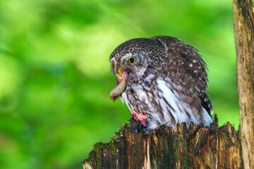 Sperlingskauz (Glaucidium passerinum) mit Beute